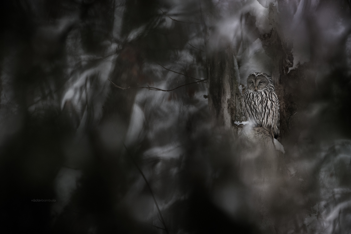 Pustik belavy Strix uralensis Ural owl Sumava