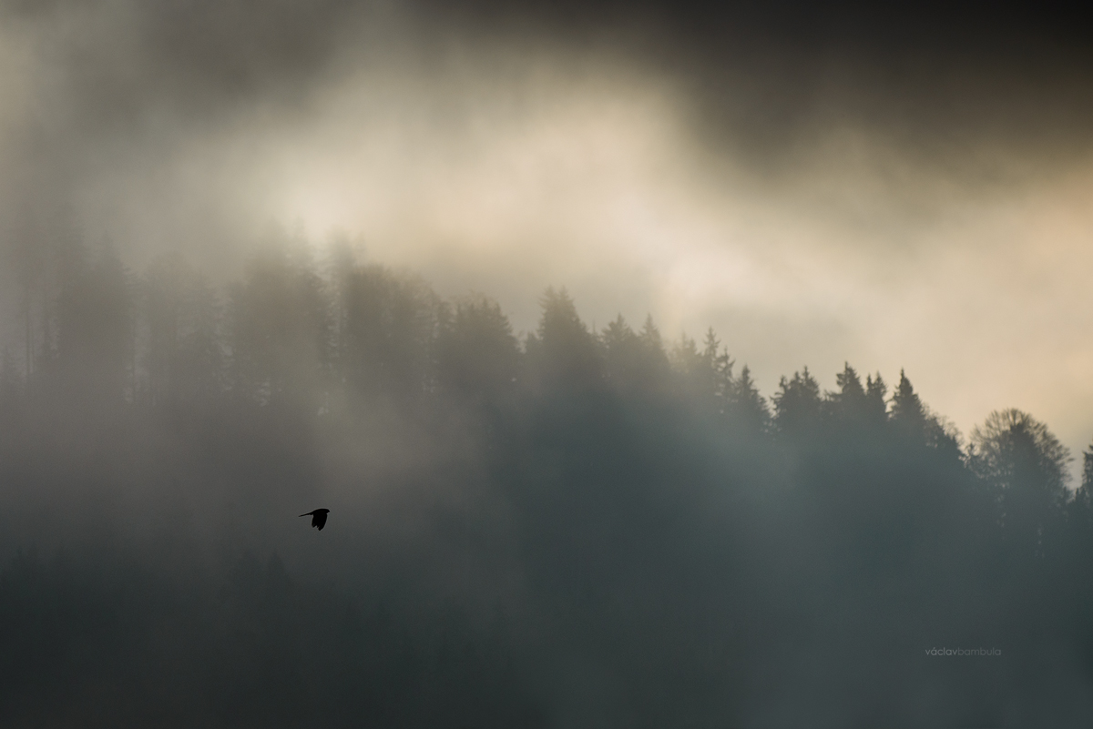 Let postolka obena Falco tinnunculus Common kestrel fog morning sun flight