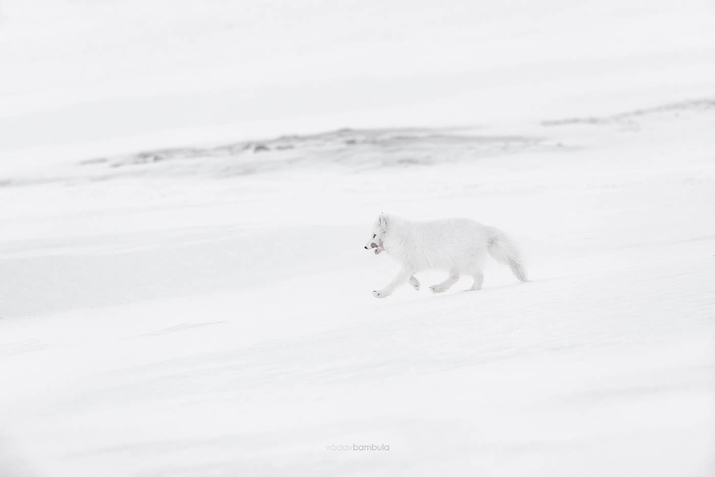 Liska polarni Vulpes lagopus Arctic fox