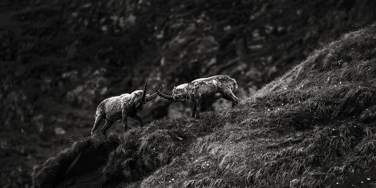 Kozorozec horsky Capra ibex Alpine ibex