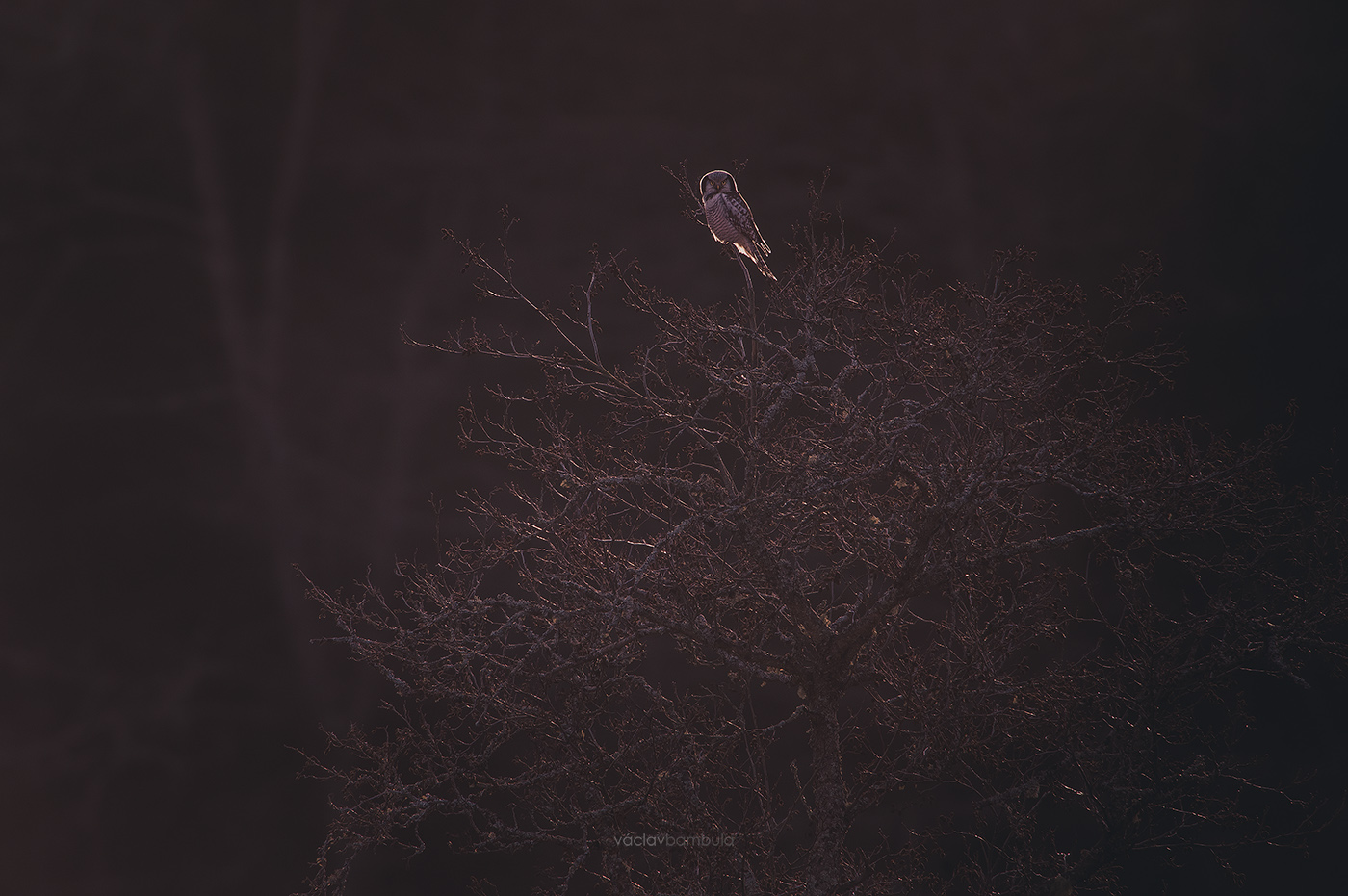 Sovice krahujova Surnia ulula Northern hawk-owl winter