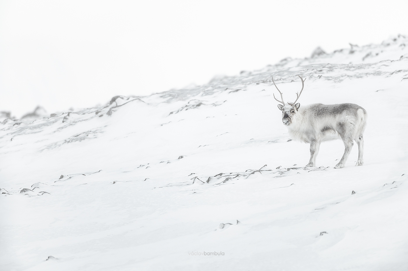 Sob polarni Svalbard reindeer Rangifer tarandus