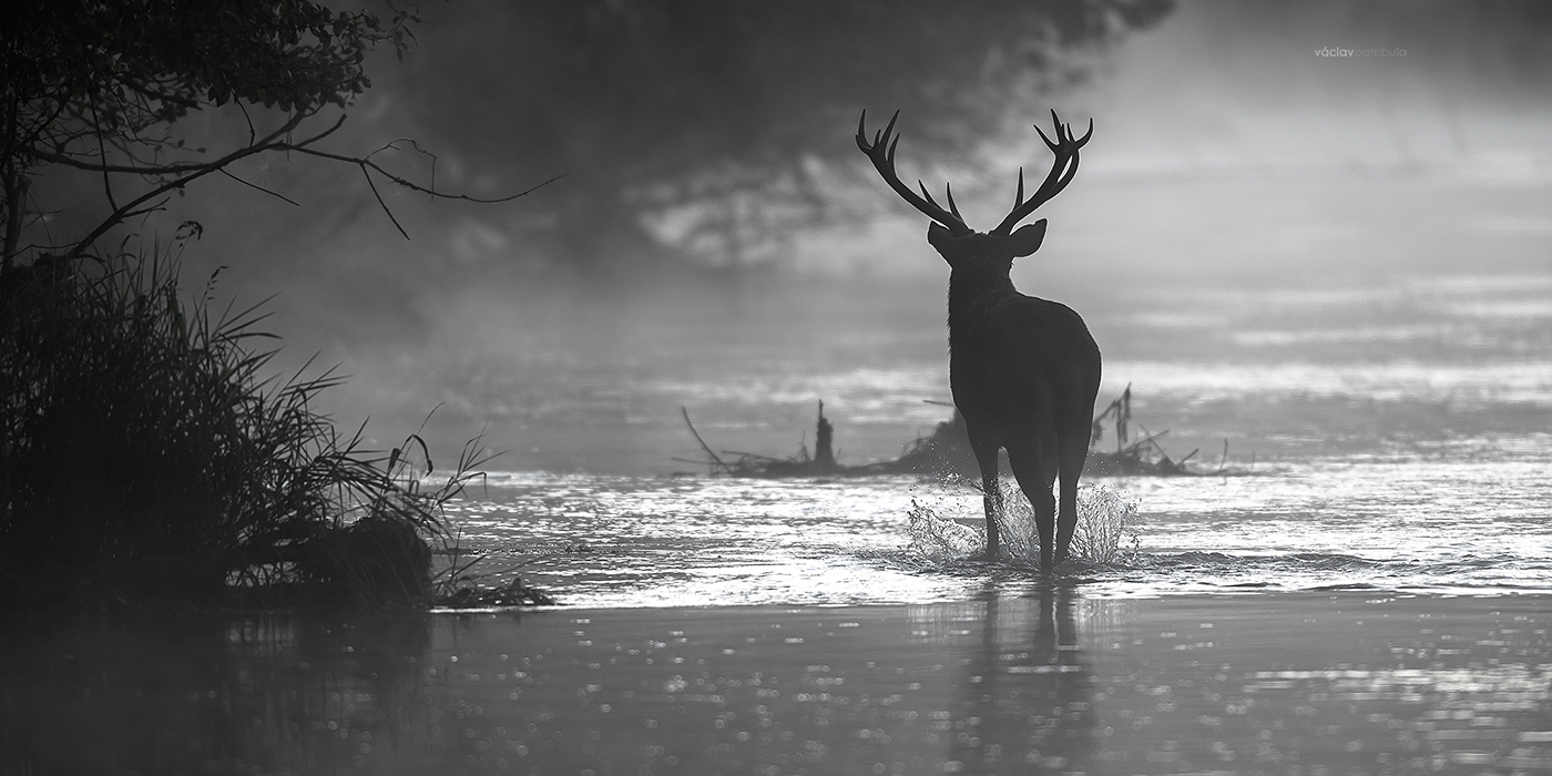 Jelen lesni Cervus elaphus Red deer river fog
