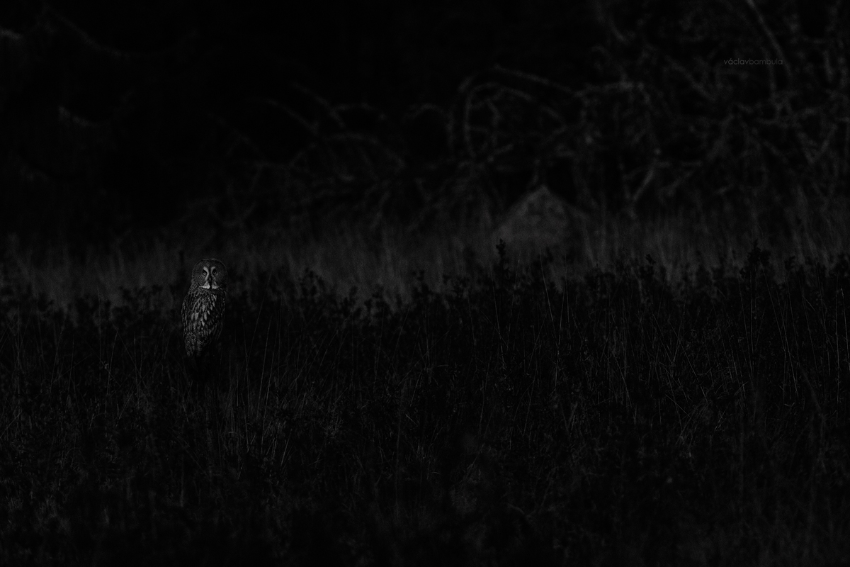 Pustik bradaty Pustik vousaty Strix nebulosa Great grey owl night